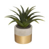 Plante pot cim bico dore h28