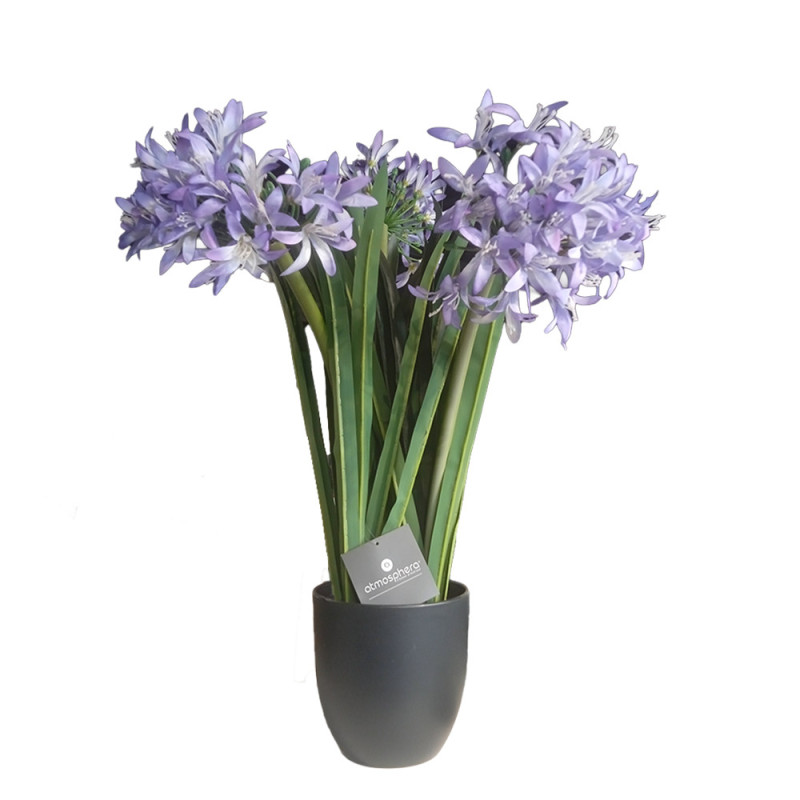 179311--POT DE FLEUR AGAPANT PL LOUICA H66