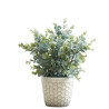 atmosphera Plante grasse en pot 145000